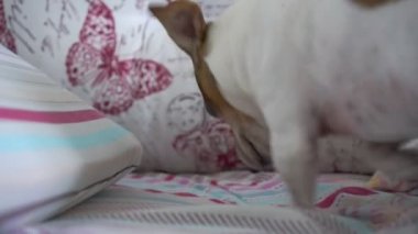 Komik köpek yatakta battaniyeyi tırmalıyor. Yastıkların yanında yatıyor. Yakından.