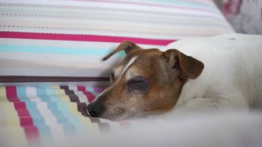 Kahverengi ve beyaz kürklü köpek çizgili battaniyenin üzerinde uzanıyor.