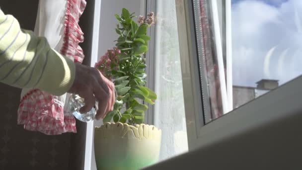 Χέρι νερά πράσινο φυτό γλάστρα στο παράθυρο closeup — Αρχείο Βίντεο