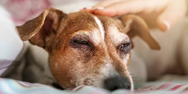 Manikürlü evcil hayvanlı insan eli battaniyeye uzanmış uykulu köpek yavrusu. — Stok fotoğraf