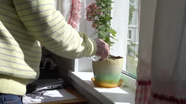 Людина поливає квітку горщика на підвіконні і закриває штори — стокове відео