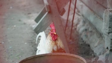 Kahverengi ve beyaz tüylü horoz kovanın yanında duruyor.