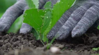 Gri örgü eldivenli bahçıvan yeşil lahana yetiştiriyor.