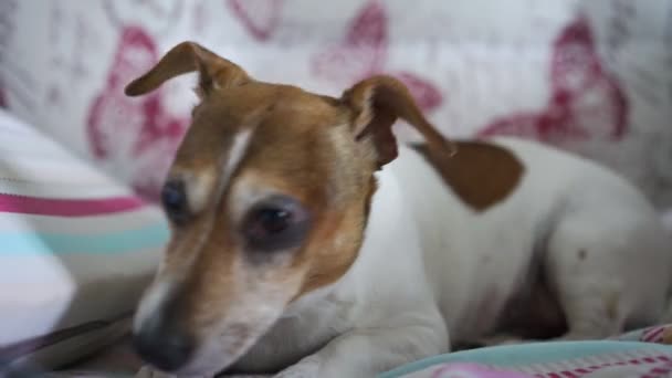Divertido perro pequeño con piel blanca y marrón se encuentra en la cama — Vídeos de Stock