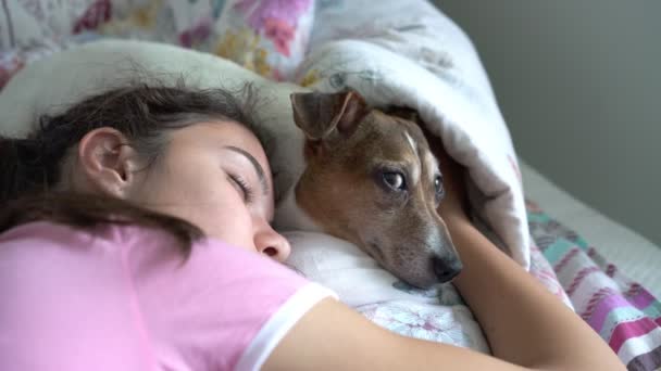 Perro se encuentra en la cabeza chica en la cama abre los ojos despertando primer plano — Vídeo de stock