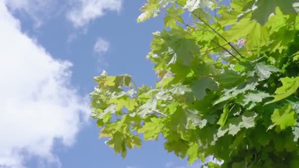 Light wind waves green maple leaves under blue sky closeup — Stock Video