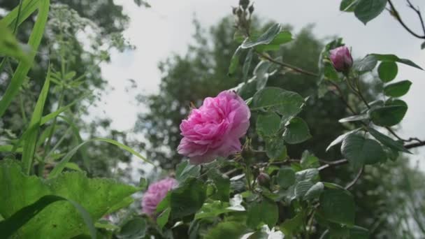 벌은 푸른 관목 잎과 꽃봉오리 사이의 분홍빛 장미에 앉아 있다 — 비디오