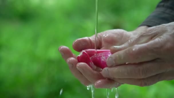 Le mani di pensionato rugoso lavano il ravanello in acqua all'aperto — Video Stock