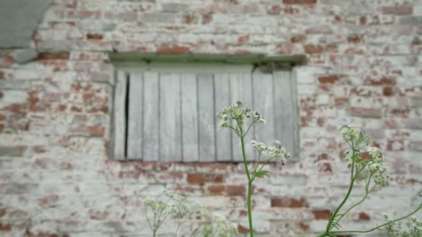 Kleine insecten vliegen over witte bloemen tegen oud gebouw aan — Stockvideo