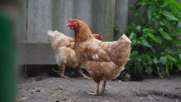 Kahverengi tavuk çiftlik çitlerinin yanında duruyor. Yakın plan. — Stok video