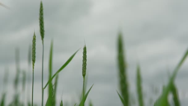 Zielone kolce pszenicy fala w lekkim wietrze pod szarym niebem zbliżenie — Wideo stockowe