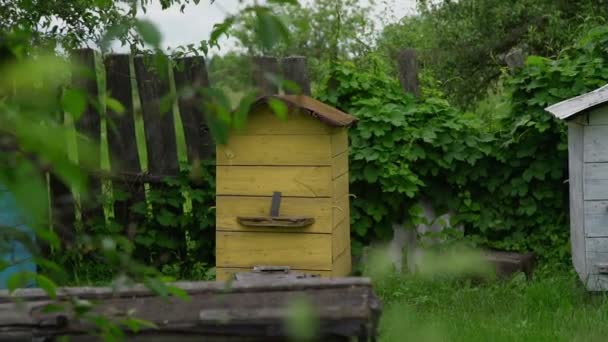 Желтый улей стоит у старого деревянного забора в сельском саду — стоковое видео