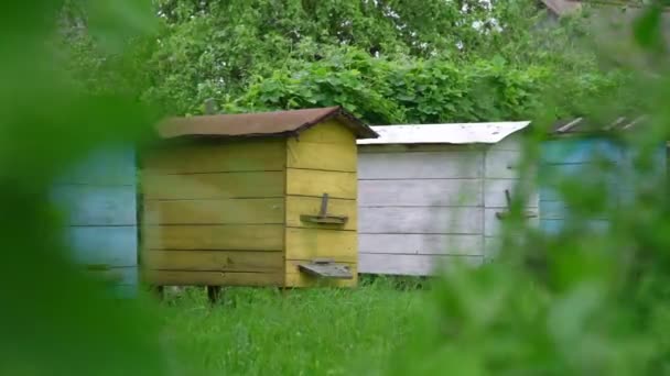 Old hives stand by green hedge in country yard on nasty day — Stock Video