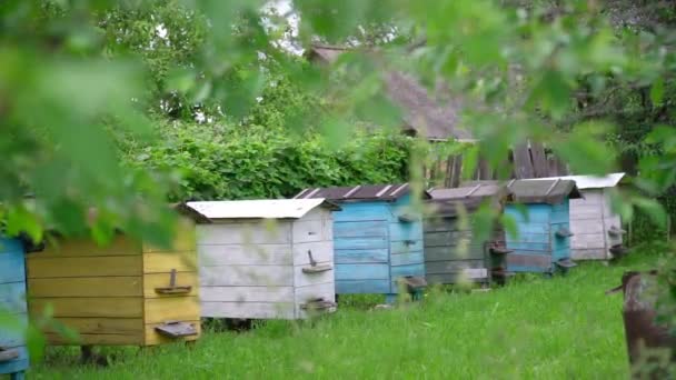 Různé úly stojí na zelené trávě v blízkosti vesnice budovy — Stock video