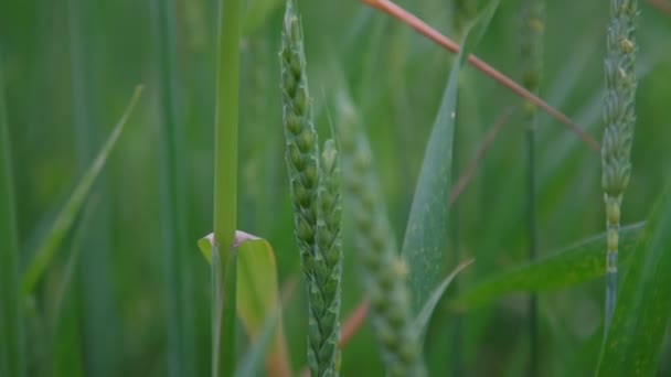 Pequeñas espigas de trigo verde y hojas ondeadas por el viento ligero — Vídeos de Stock