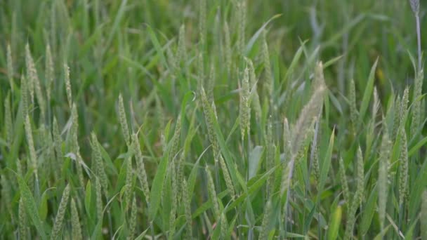 Leichter Wind lässt Ähren und Blätter im Feld reifen — Stockvideo