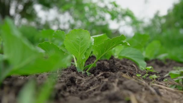 Kleine groene kool zaailingen groeien in bruine grond van dichtbij bekijken — Stockvideo