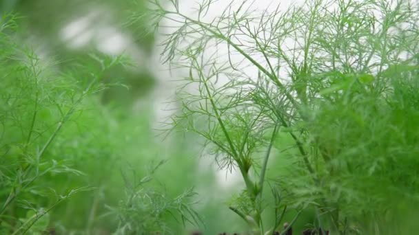 Kleine groene dille zaailingen groeien op lokale groentetuin — Stockvideo