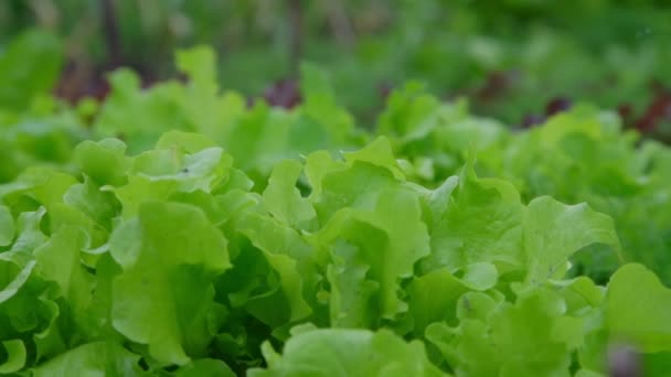 Hojas de ensalada verde exuberante crecen en primer plano cama vegetal — Vídeo de stock