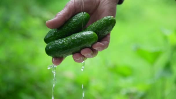 Gerimpelde handen wassen komkommers in stromend water closeup — Stockvideo