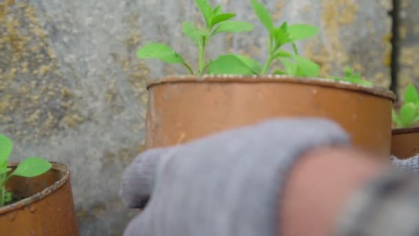 Профессиональный садовник в серых перчатках ставит горшок с саженцами — стоковое видео