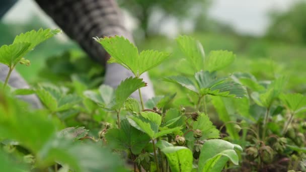 Jardineiro em luvas de malha cuida do morango na cama — Vídeo de Stock