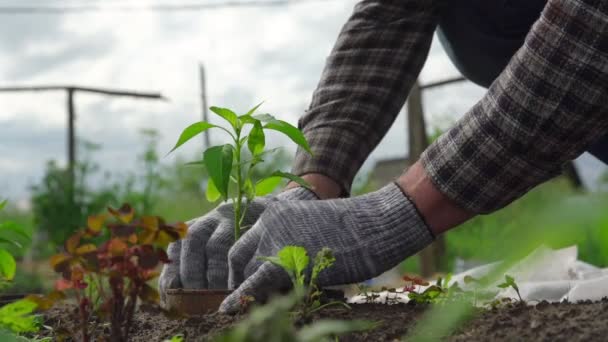 Tuinier repareert groene potplant in moestuingrond — Stockvideo