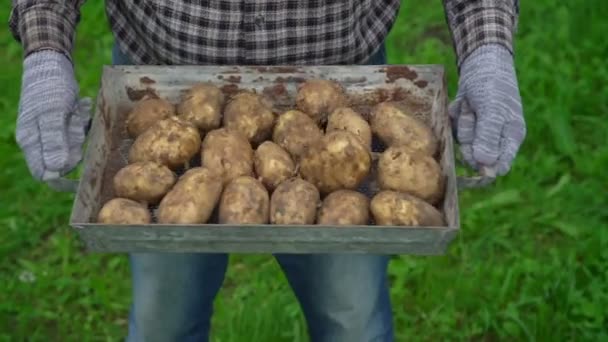 Profi-Gärtner in Handschuhen schüttelt Unterstützung mit Kartoffeln — Stockvideo