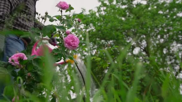 체크무늬 셔츠를 입은 사람이 정원 의식 물과 장미를 재배하는 모습 — 비디오
