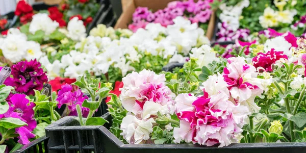 Fleurs colorées sur le comptoir du marché sous la lumière du soleil gros plan — Photo