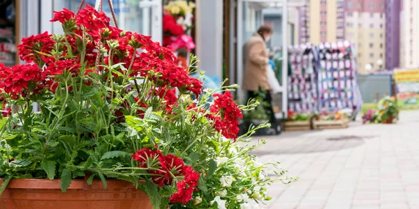 Plante en pot rouge fleurissent avec des feuilles vertes situées sur la route pavée — Photo