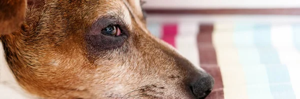 Морда собаки з хутром коричневого кольору лежить на смугастій ковдрі — стокове фото