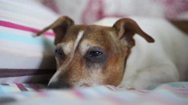 Komik Jack Russell Terrier yatakta uzanıyor, yakından uyuyor.