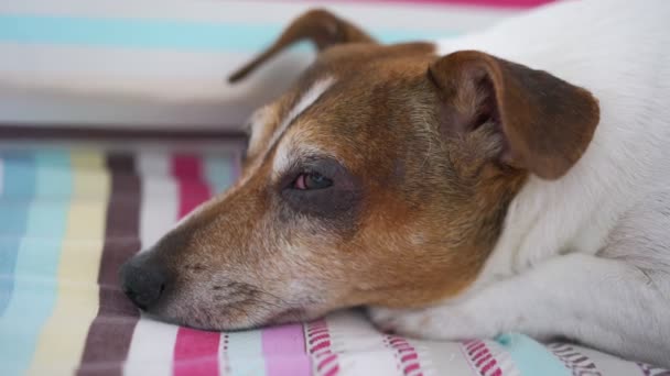 Perro con piel marrón se duerme acostado sobre una manta rayada — Vídeo de stock