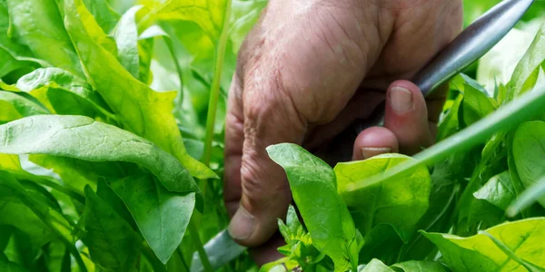 Professionele tuinman hand met metalen mes verzamelt zuring — Stockfoto