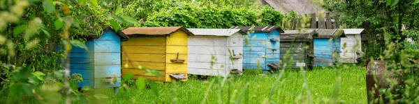 Ruches colorées en bois d'abeilles domestiques situées sur un pré vert — Photo