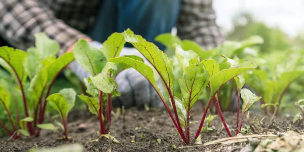 Bahçıvan sebze bahçesindeki kırmızı pancar bitkileriyle çalışıyor.