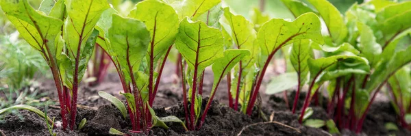 Groene en rode bietenzaadjes groeien in groentetuin — Stockfoto