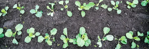 Groene kool zaailingen groeien in groentetuin sluiten — Stockfoto