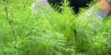 yeşil dereotları sebze bahçesinde insan ellerine karşı