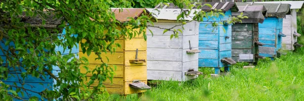 Sárga kék fekete-fehér méhcsaládok a falu kertjében — Stock Fotó