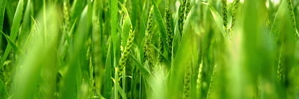 Small green wheat spikes and leaves grow on large field — Stock Photo, Image