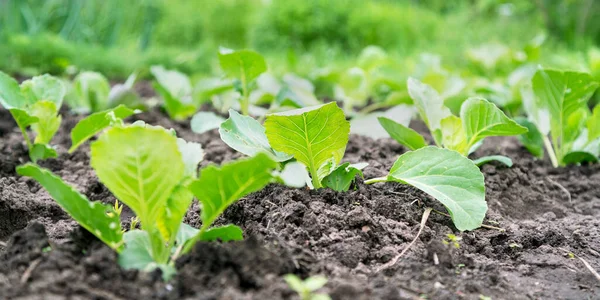 Small cabbage seedlings grow on vegetable bed closeup — Stock Photo, Image