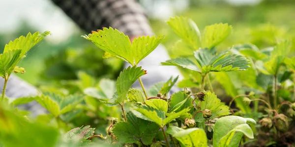 Arbustos de morango contra mãos de jardineiro embaçadas em luvas — Fotografia de Stock