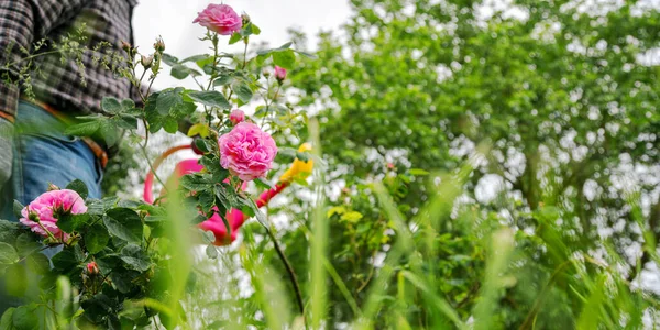 Пенсіонер наливає воду на рожевий кущ троянди з лійки — стокове фото