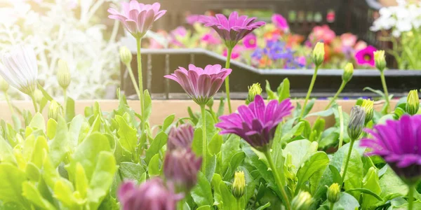 Fleurs blanches et violettes sur le comptoir du marché sous la lumière du soleil — Photo