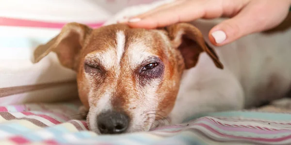 Kız eli manikürlü evcil köpek yavrusu battaniyenin üzerinde uzanıyor. — Stok fotoğraf