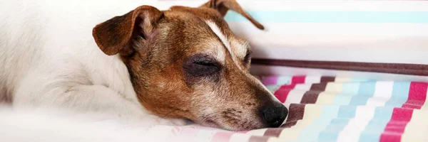 Cachorro con cabeza marrón pone bozal en primer plano manta rayada — Foto de Stock