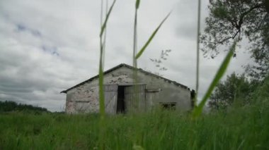 Gri gökyüzünün altındaki yeşil çayırların arasında terk edilmiş eski bir inek.