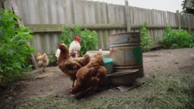 Kahverengi tavuklar ve beyaz horoz kır bahçesinde yürüyor